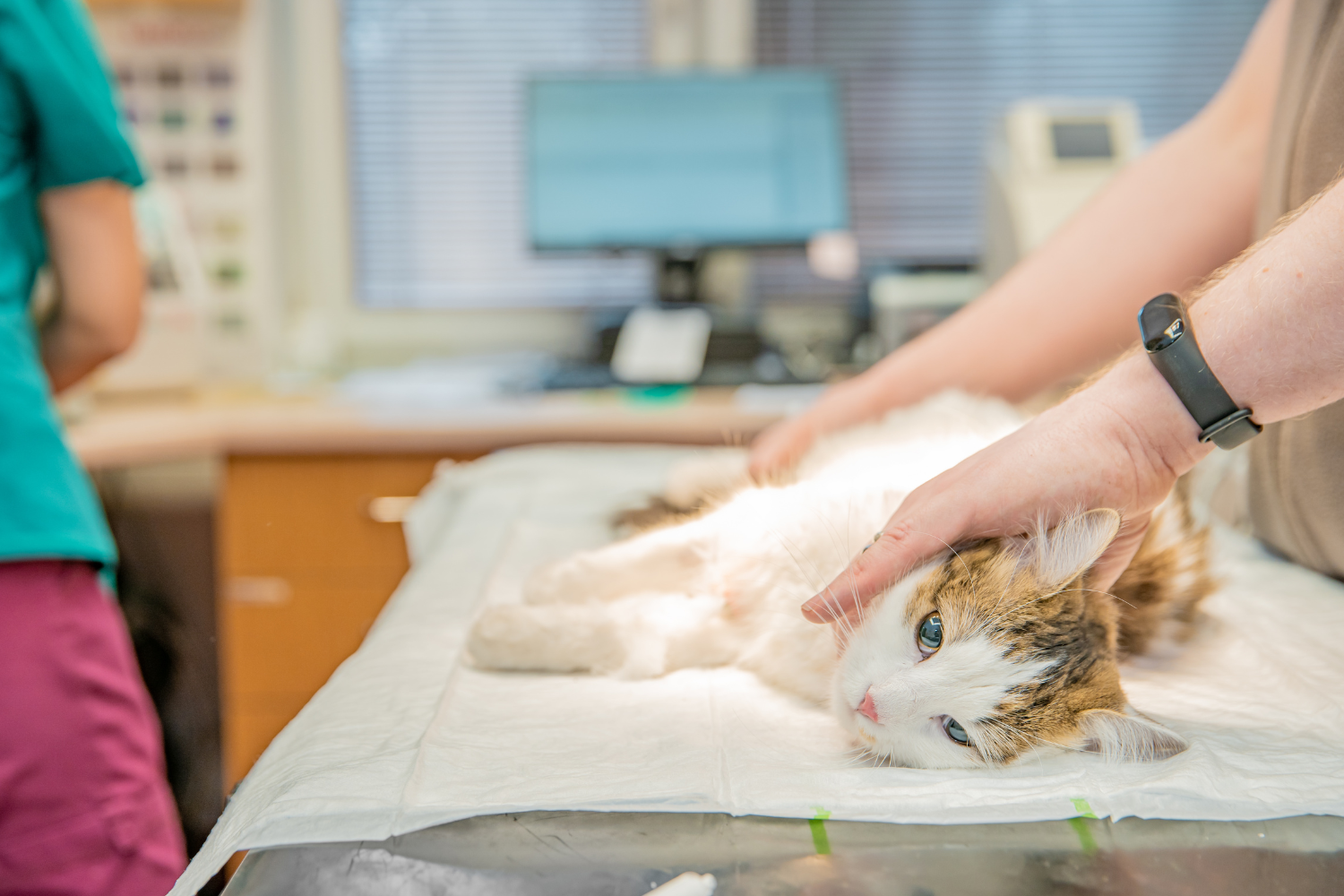 Vereadores solicitam ao Centro Universitário de Rio Preto possibilidade de realização de convênio e/ou parceria com o Município para castração de animais