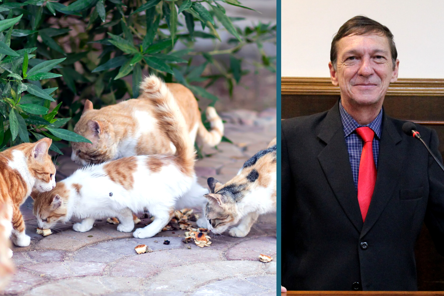 Projeto de Lei do Vereador Vasquinho que cria programa de valorização de protetores e cuidadores de animais soltos ou abandonados no Município é aprovado em 1ª votação