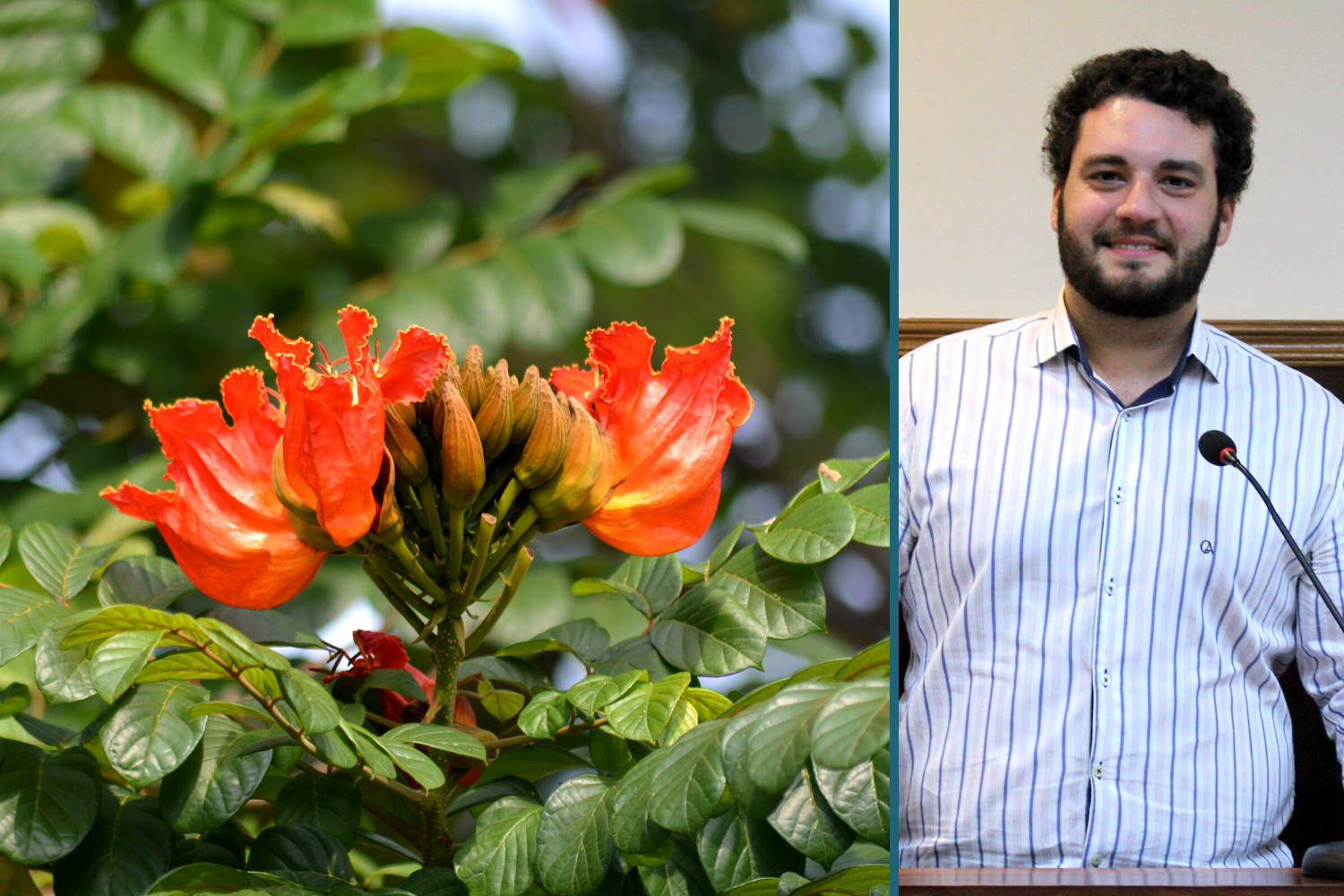 Vereador Tiago Rocca apresenta Projeto que proíbe a produção de mudas e o plantio da Spathodea Campanulata e incentiva a substituição das plantas existentes no Município