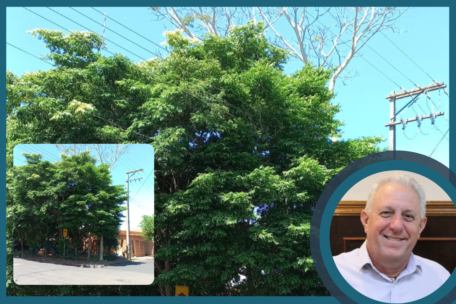 Vereador Ligero Mecânico solicita ao Prefeito Fabiano Belentani poda de árvore localizada em calçada de área verde no Jardim Popular